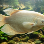 albino giant goura