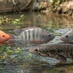 edible fish seeds