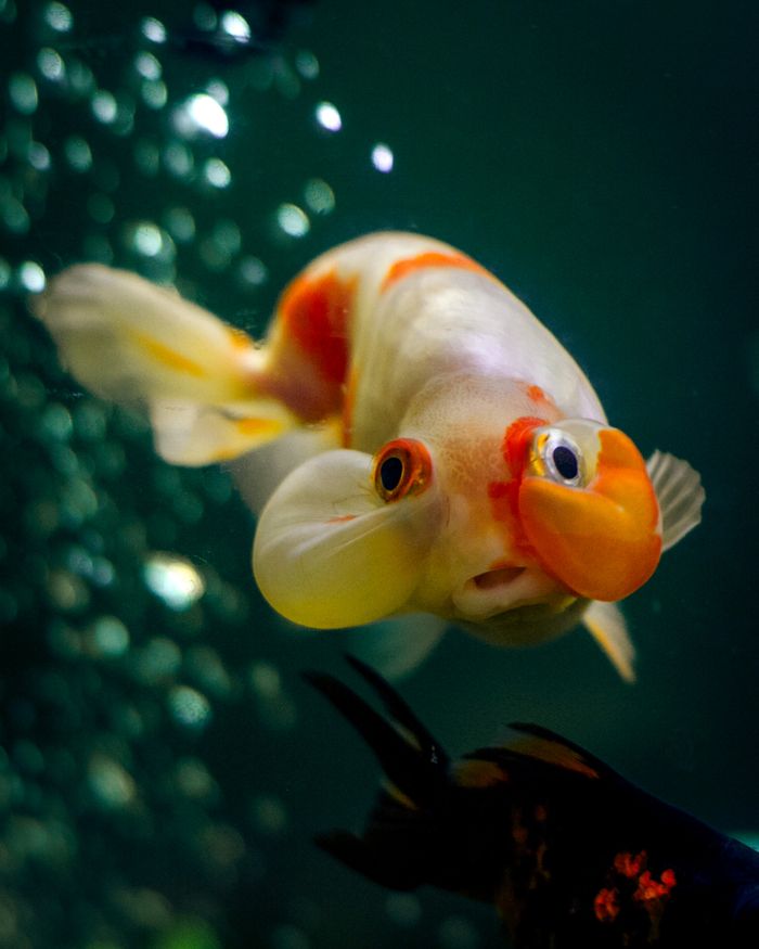Vibrant goldfish swimming in a clear aquarium with bubbles and tropical setting.