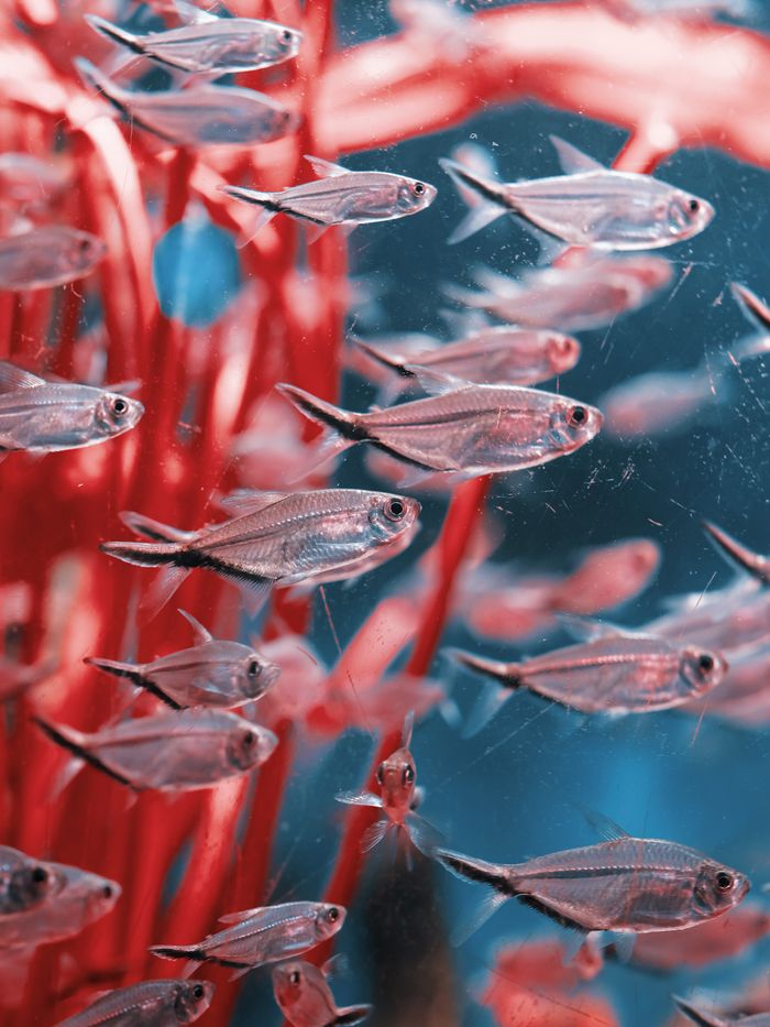 Home Vibrant close-up of small ornamental fish swimming in an aquarium filled with vivid red plants.