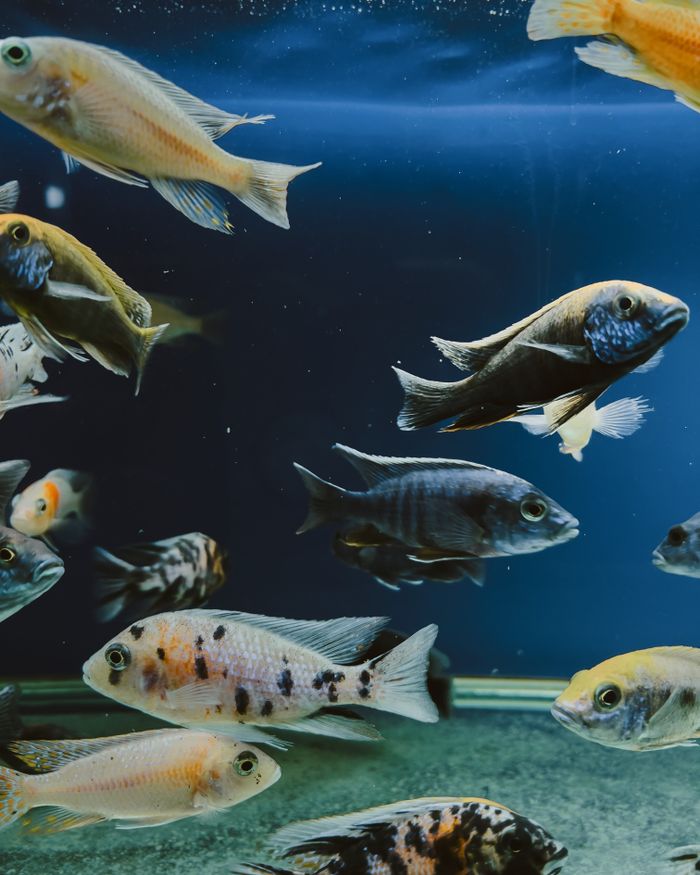 Home A vibrant assortment of exotic aquarium fish swimming gracefully in a tank.