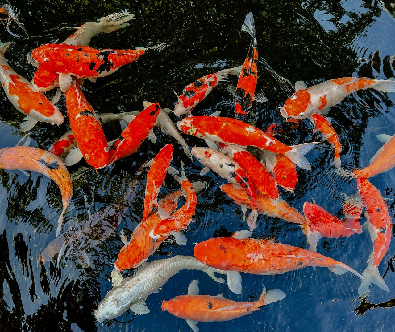 Home Bright orange and white koi fish swimming in an outdoor pond in Bali, Indonesia.