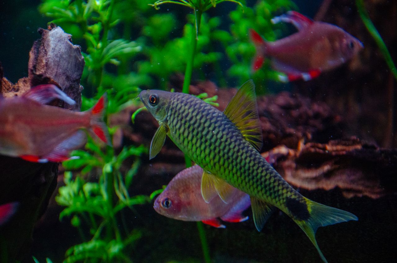 Home Colorful aquarium fishes swimming among green aquatic plants. Captivating underwater scene in Villach, Austria.