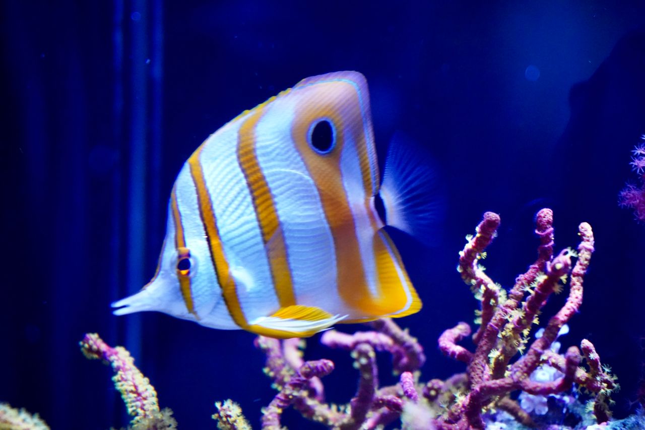 Colorful Copperband Butterflyfish swimming gracefully in a coral reef environment.
