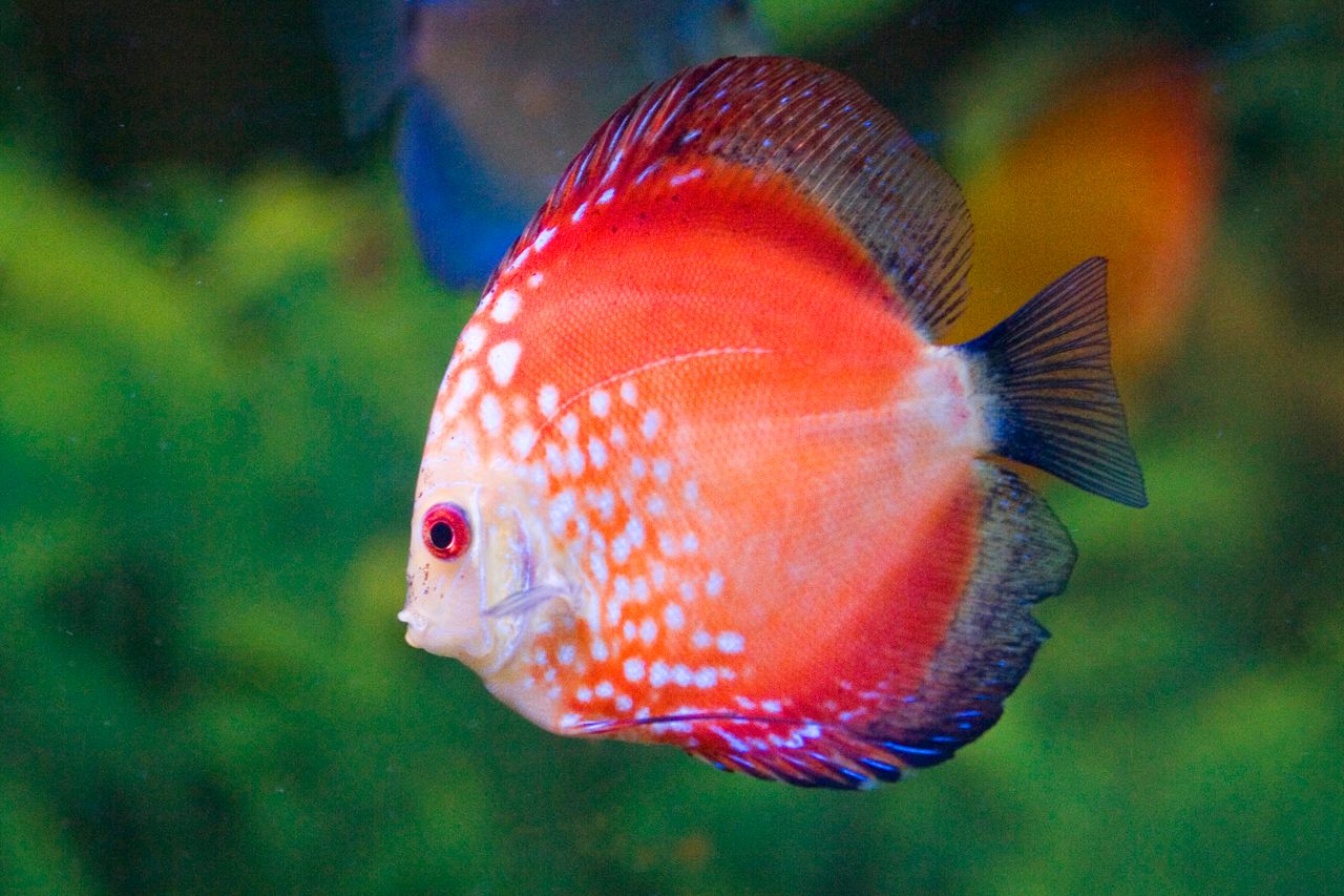 Home Close-up of a vibrant red discus fish swimming in a lush freshwater aquarium.