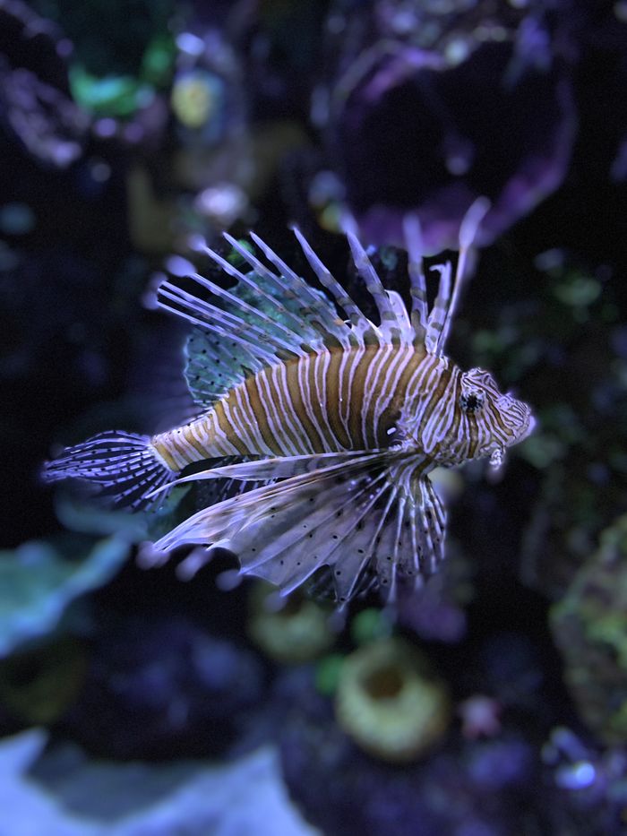 Close-up of a colorful lionfish with vibrant fins swimming in an aquarium.
