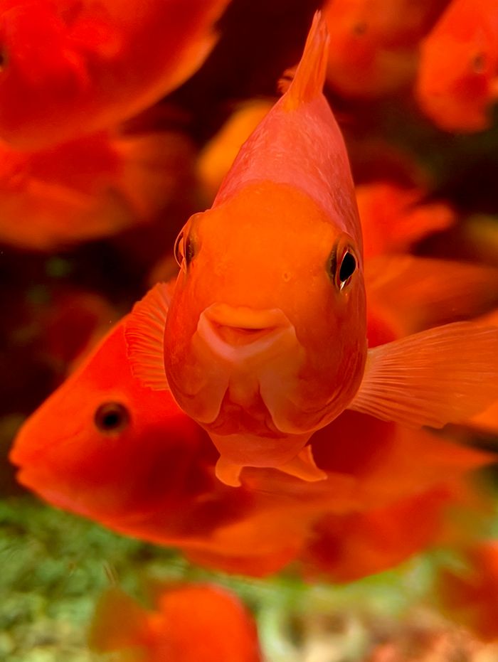 Close-up of a vibrant orange goldfish swimming gracefully in a lively aquarium.