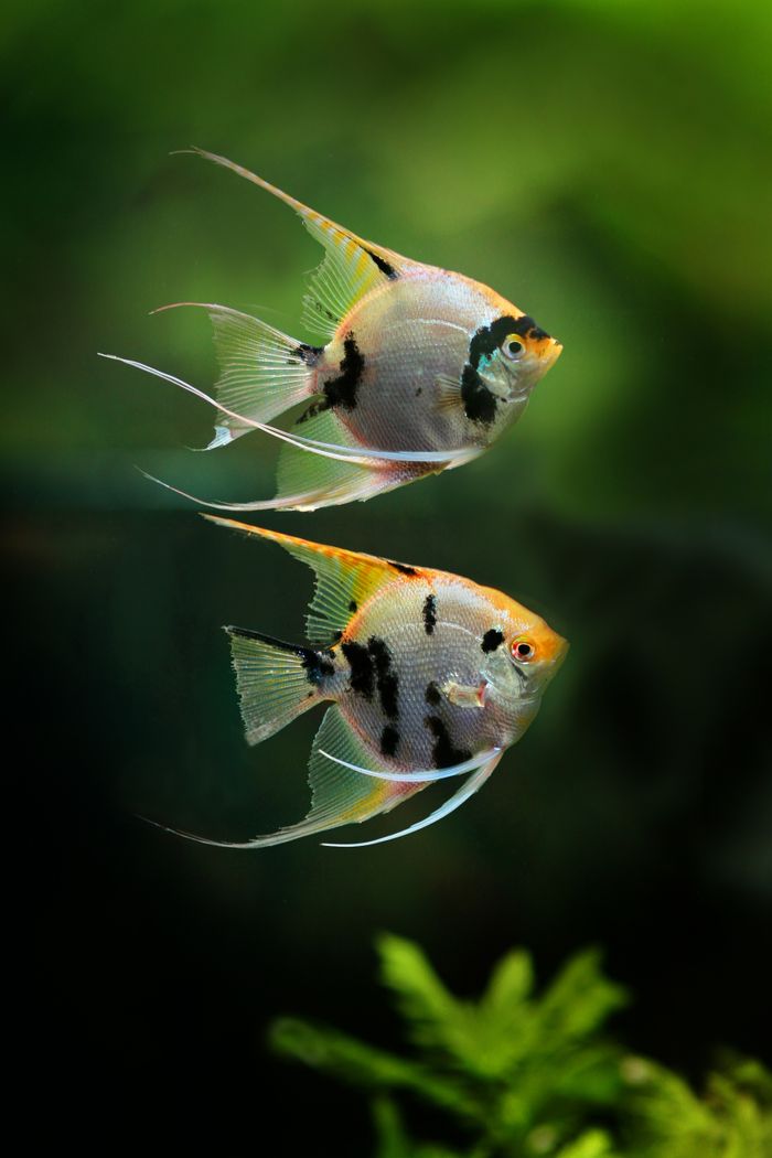 Home Two exotic angelfish gracefully swimming in a lush, green aquarium setting, showcasing underwater beauty.