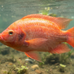 red tilapia