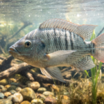 tilapia